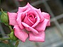 rose name